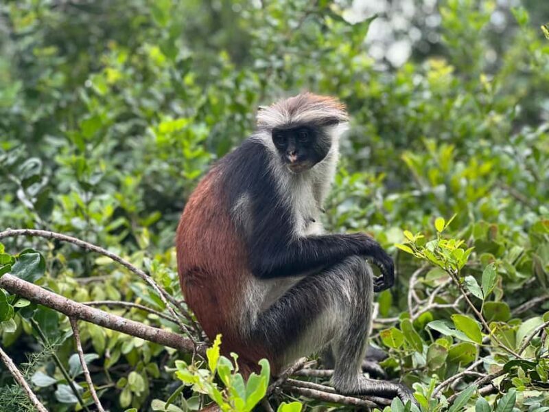 Zanzibar: Stone Town, Spice Farm & Jozani Forest Tour - Exploring Zanzibars Cultural Heart: Stone Town