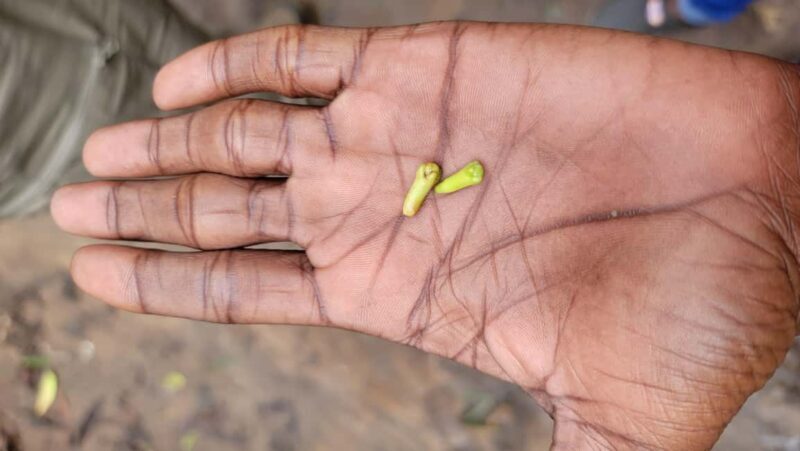 Zanzibar: Stone Town, Spice Farm & Jozani Forest Tour - Practical Details and Considerations