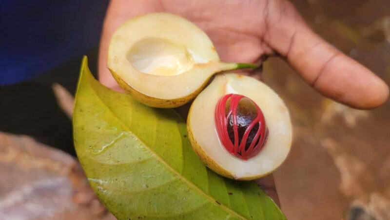 Zanzibar: Stone Town, Spice Farm & Jozani Forest Tour - Final Thoughts
