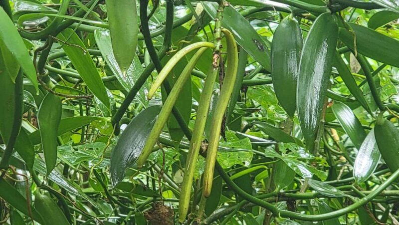 Zanzibar: Stone Town, Spice Farm & Jozani Forest Tour - FAQ