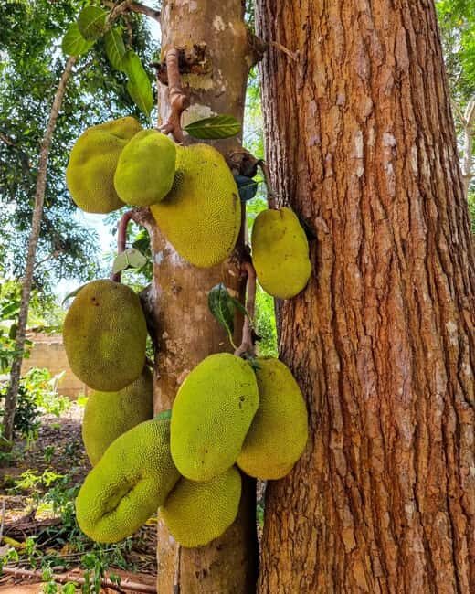 Zanzibar: Stone Town & Spice Farm Tour with Tastings - Key Points