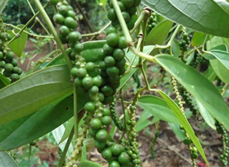 Zanzibar: Stone Town Tour, Spice Farm & Cooking Class - The Sum Up  