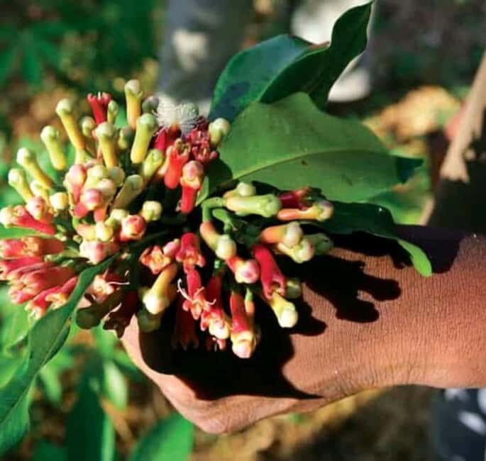 Zanzibar: Stone Town Walking Tour & Spice Farm with Lunch - FAQ