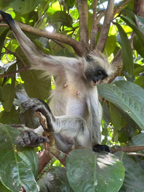 ZANZIBAR: Stone Town,Jozani forest and Kuza Cave - Practical Details and Tips
