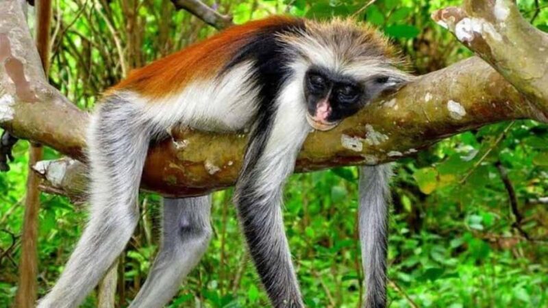 ZANZIBAR: Stone Town,Jozani forest and Kuza Cave - The Sum Up: Who Will Love This Tour?