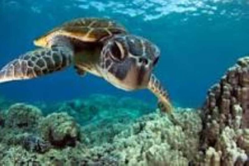 Zanzibar: Swim with Sea Turtles at Baraka or Salaam Aquarium - Key Points  