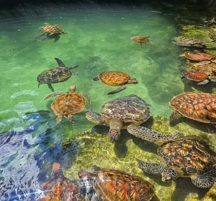 Zanzibar: Swim with turtles at Nungwi - What to Expect on the Tour