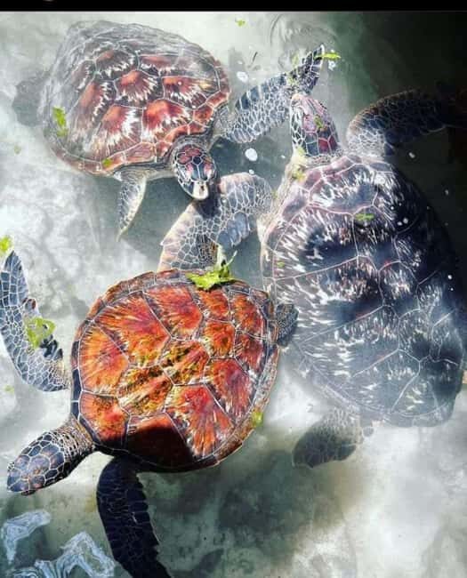 Zanzibar: Swim with turtles at Nungwi - Why Choose This Tour?