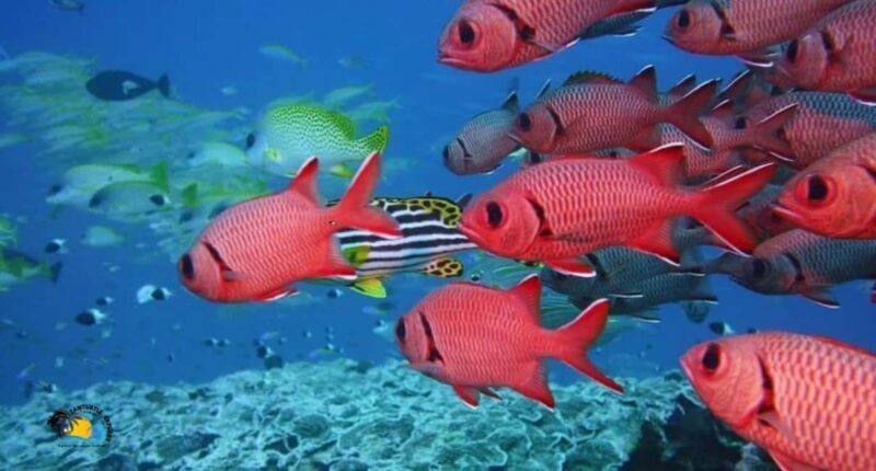 Zanzibar: Swimming & Snorkeling at Mnemba Atoll with Fruits - Key Points