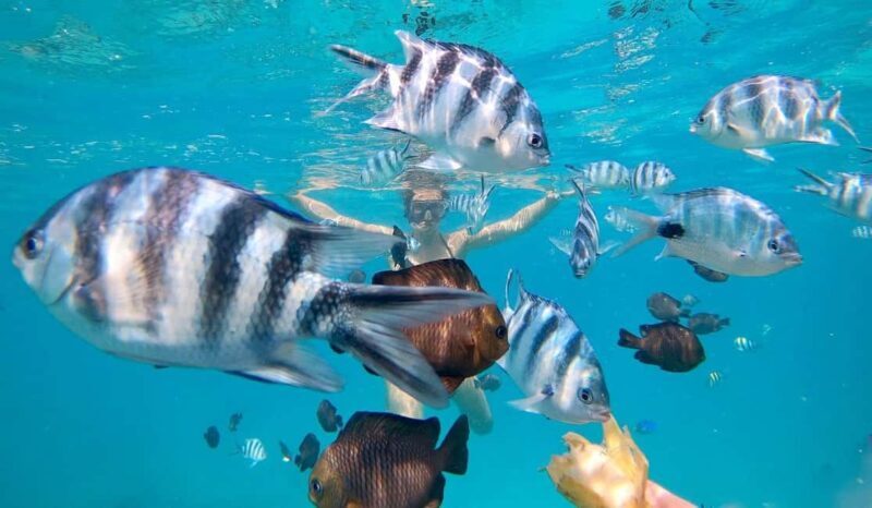 Zanzibar Swimming with Dolphins and snorkeling - The Itinerary: What You Can Expect from the Tour