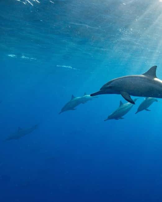 Zanzibar Swimming with Dolphins and snorkeling - Final Thoughts