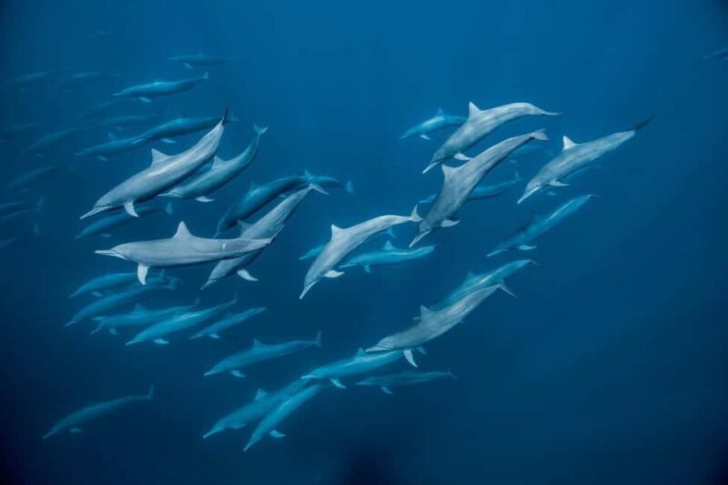 zanzibar swimming with sea turles and dolphins in kizimkazi - What the Reviews Reveal