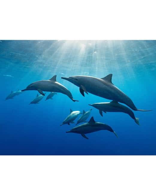 zanzibar swimming with sea turles and dolphins in kizimkazi - Final Thoughts