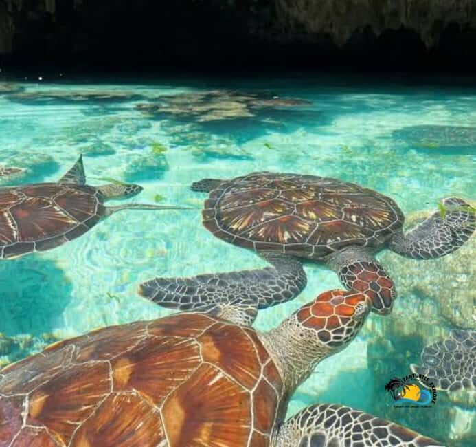 Zanzibar: Swimming with Turtles at Salaam Cave Aquarium - What To Expect From the Tour