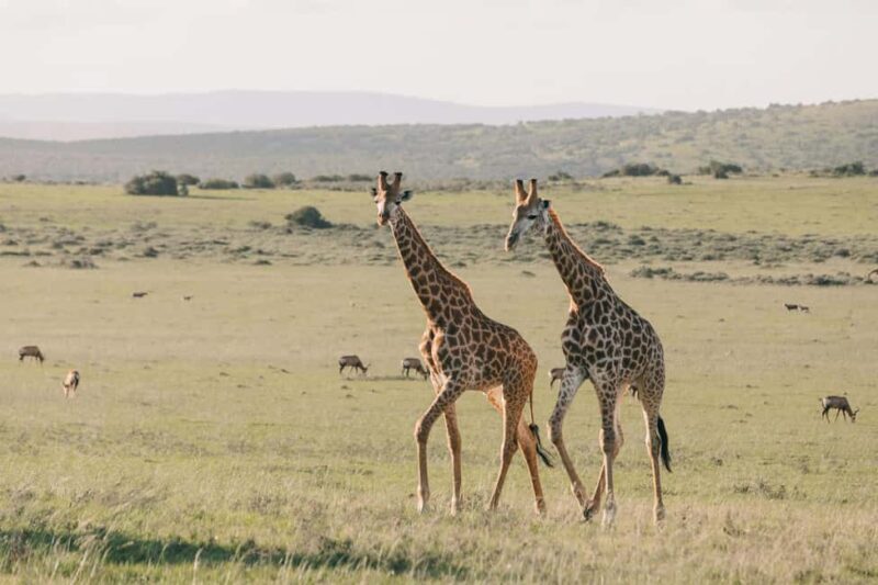 Zanzibar: Tarangire and Ngorongoro 3-Day Safari - Key Points