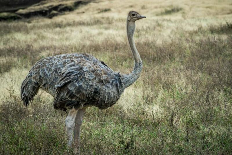 Zanzibar: Tarangire and Ngorongoro 3-Day Safari - Introduction: Why This Safari Might Be the Right Choice