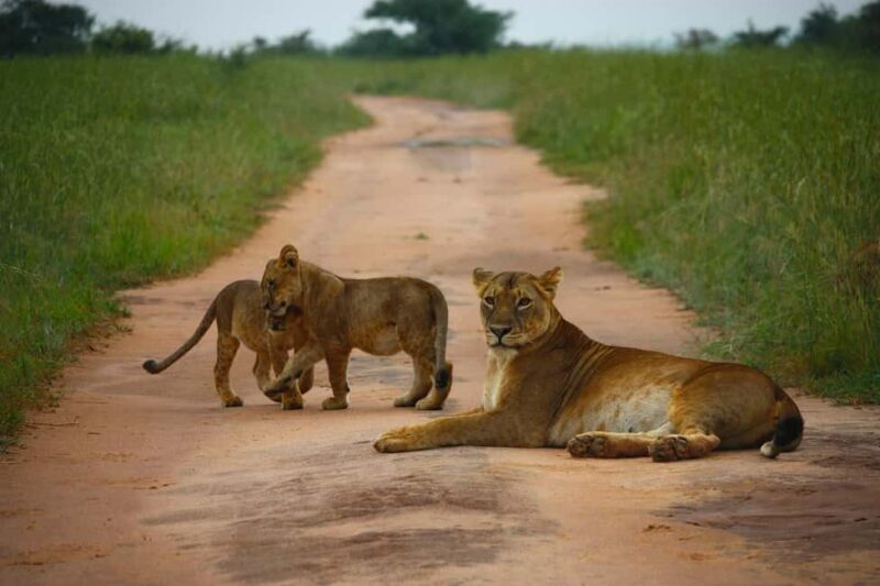 Zanzibar: Tarangire and Ngorongoro 3-Day Safari - Practical Tips for a Smooth Trip