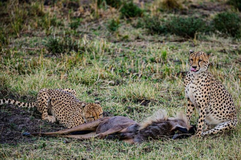 Zanzibar: Tarangire and Ngorongoro 3-Day Safari - Who Would Love This Tour?