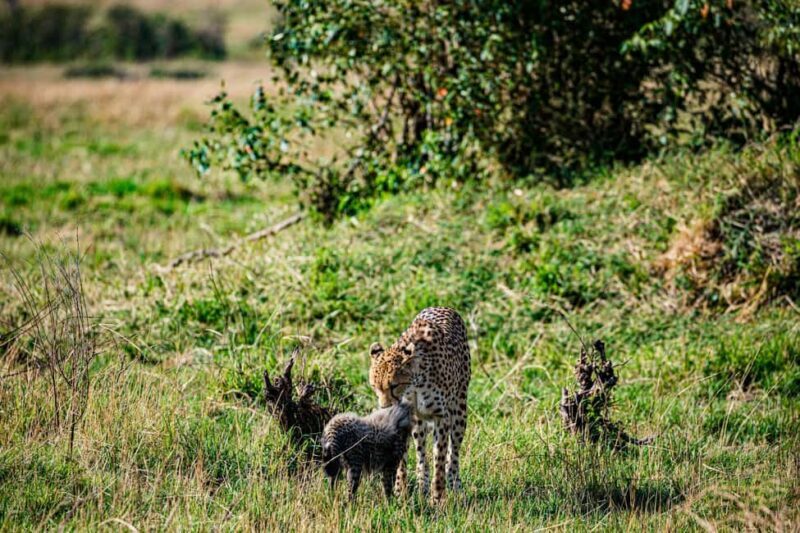 Zanzibar: Tarangire and Ngorongoro 3-Day Safari - Frequently Asked Questions