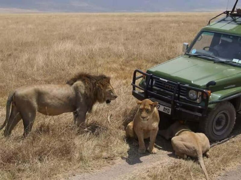 Zanzibar: Tarangire National Park and Ngorongoro Crater Tour - Key Points