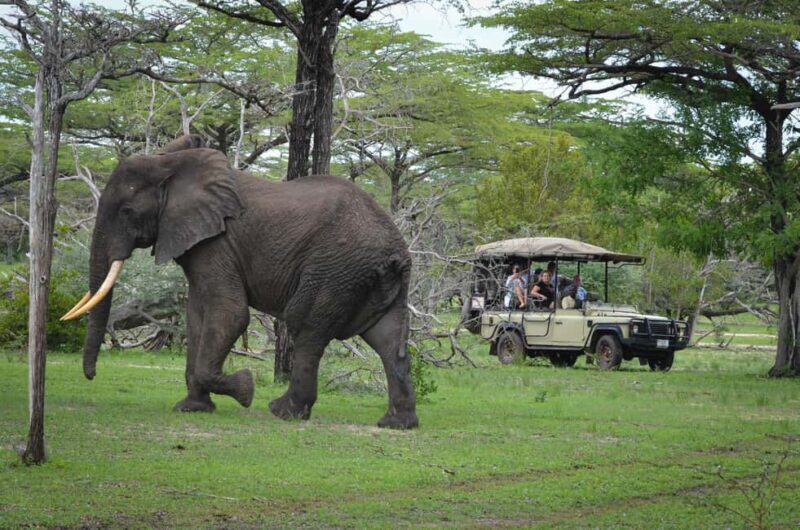 Zanzibar: The 2 Days & 3 Safari Nyerere National park/Selous - Key Points
