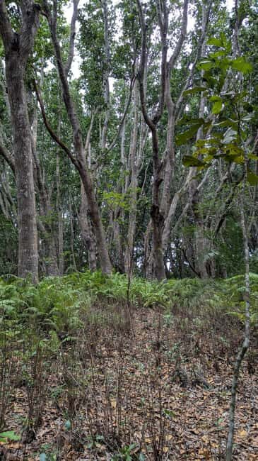 Zanzibar: The Rock Restaurant & Jozani Forest - FAQ