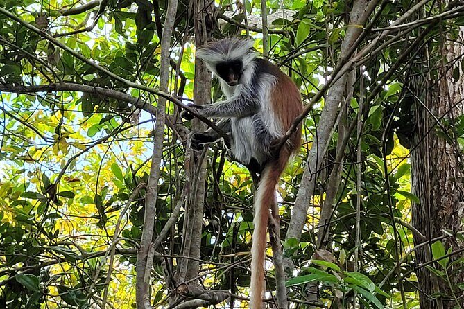 Zanzibar tours - The Ultimate Water Adventure on Safari Blue