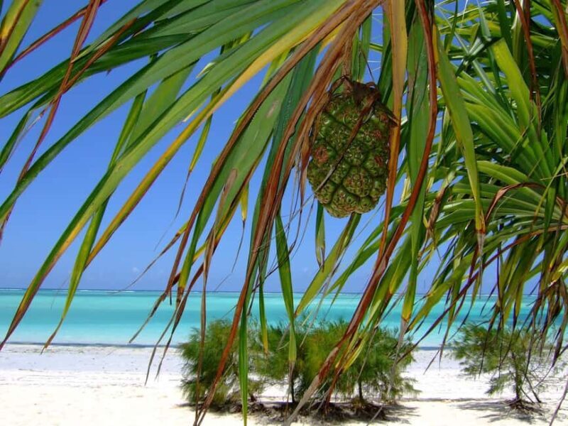 Zanzibar Tours: Mnemba & Dolphin Tour From Nungwi Or Kendwa - Lunch with Ocean Views