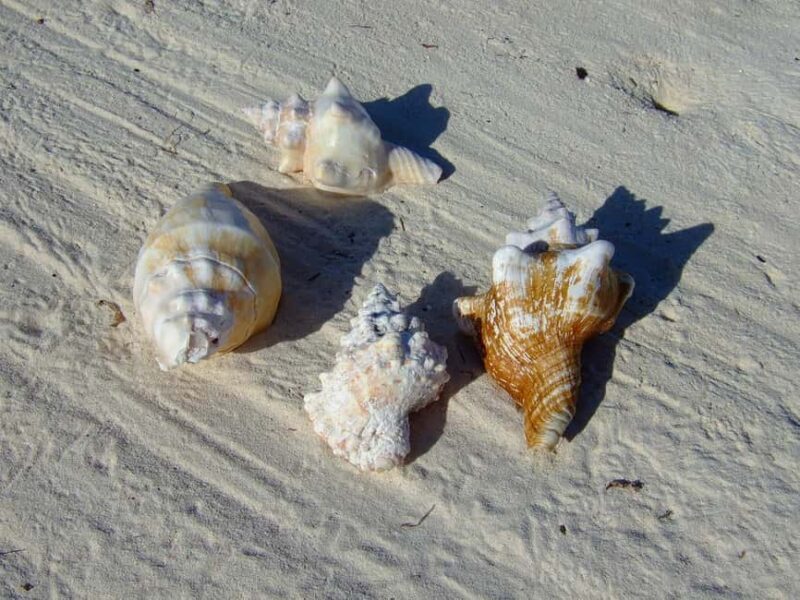 Zanzibar Tours: Mnemba & Dolphin Tour From Nungwi Or Kendwa - Return Journey and Drop-Off