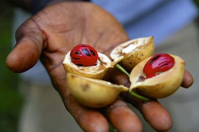 Zanzibar: Tropical Spice Garden Tour, Boat, & Lunch Break - Practical Tips for Travelers