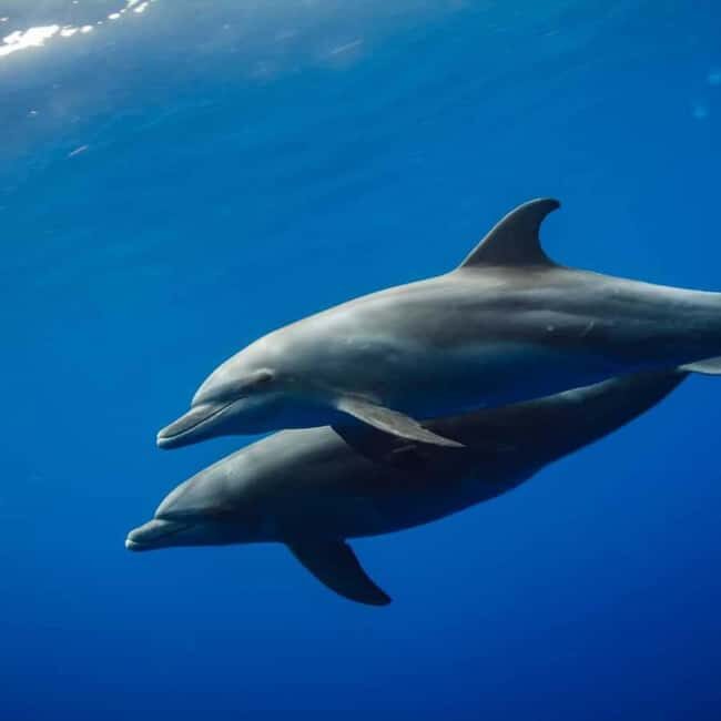 ZANZIBAR:Hakuna matata Dolphin Swim & Snorkel (Lunch Option) - Practical Details and Tips