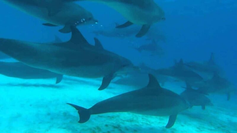 ZANZIBAR:Hakuna matata Dolphin Swim & Snorkel (Lunch Option) - Final Verdict