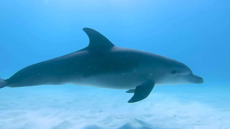 ZANZIBAR:Hakuna matata Dolphin Swim & Snorkel (Lunch Option) - FAQ