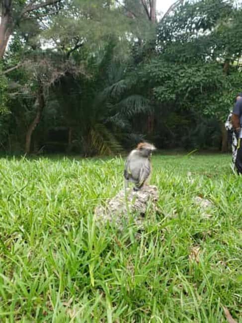 ZANZIBAR:Jozani Forest and Paje beach day trip - FAQs