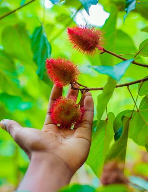 Zanzibar:Jozani forest, Spice farm with Swahili Cuisine clas - Final Thoughts