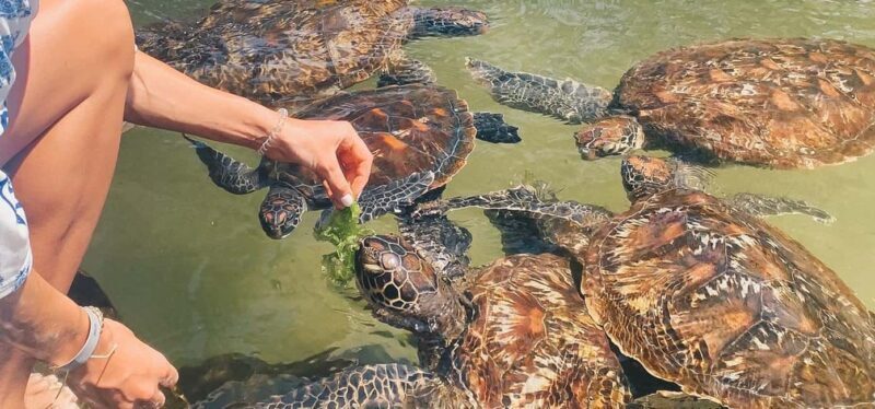 ZANZIBAR:Jozani forest,baraka aquarium and Kendwa beach - FAQ