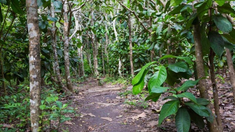 ZANZIBAR:Jozani Forest,Prison island and Nakupenda sand bank - The Sum Up