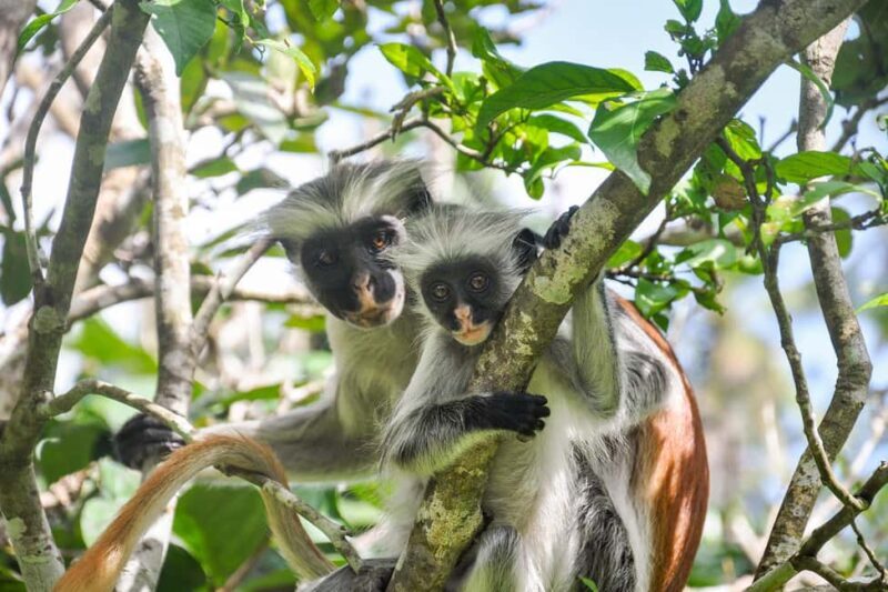 ZANZIBAR:Jozani Forest,Prison island and Nakupenda sand bank - FAQ