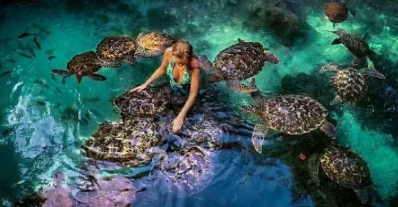 ZANZIBAR:Mnemba island, Baraka aquarium and stone town - Key Points