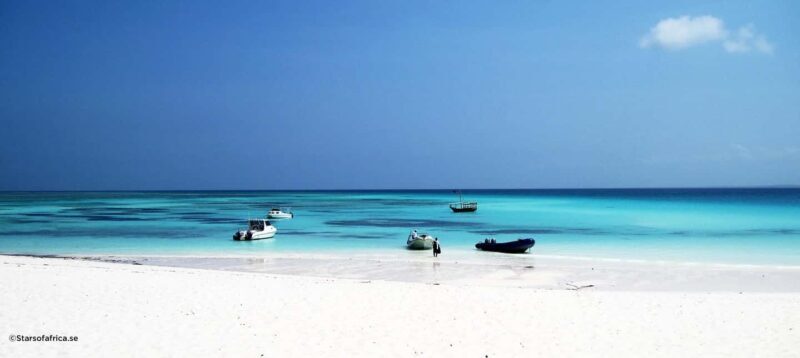 Zanzibar:Mnemba Island Full Day, Live Aquarium Turtle House - Key Points