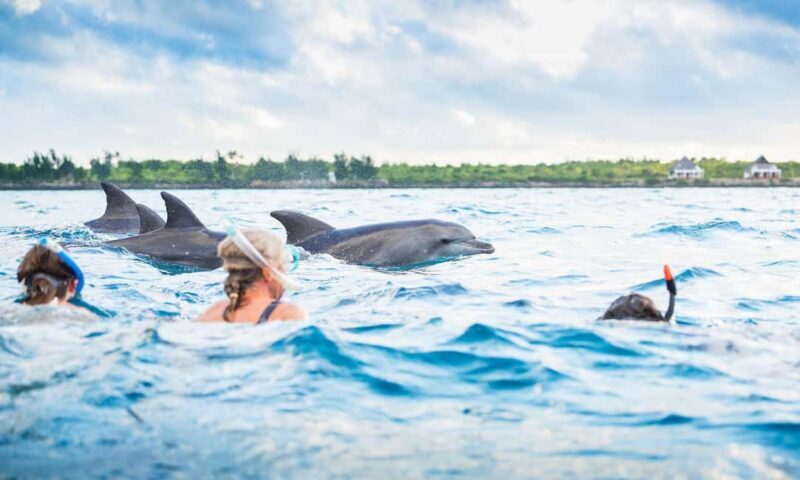 Zanzibar:Mnemba Island Full Day, Live Aquarium Turtle House - The Practicalities