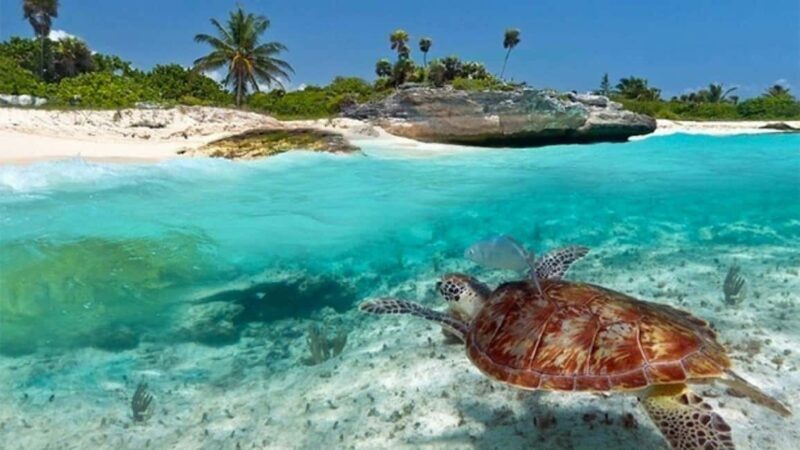 Zanzibar:Mnemba Island Full Day, Live Aquarium Turtle House - Authentic Insights from Reviews