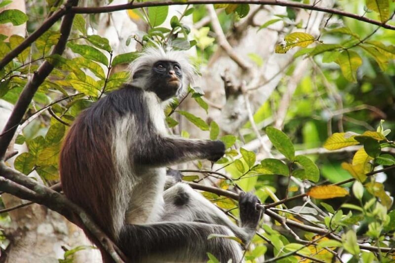 ZANZIBAR:Prison Island,Jozani forest and Seaturtle Sanctuary - FAQ