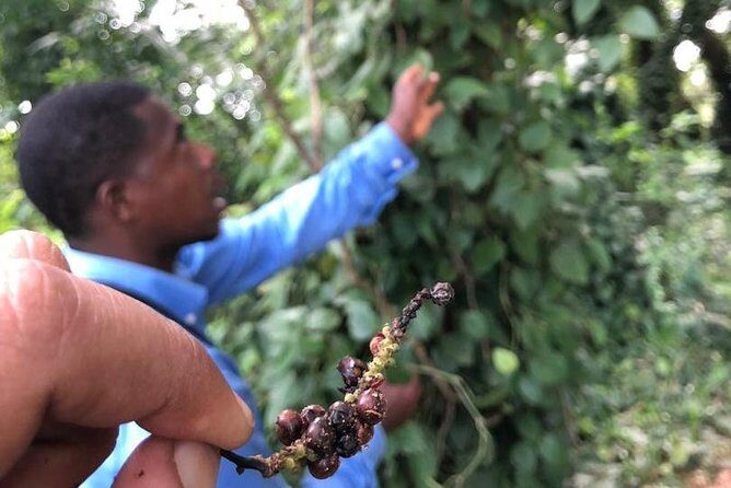 Zanzibar's Finest: Private Tour of Top 5 Attractions with Lunch - Key Points