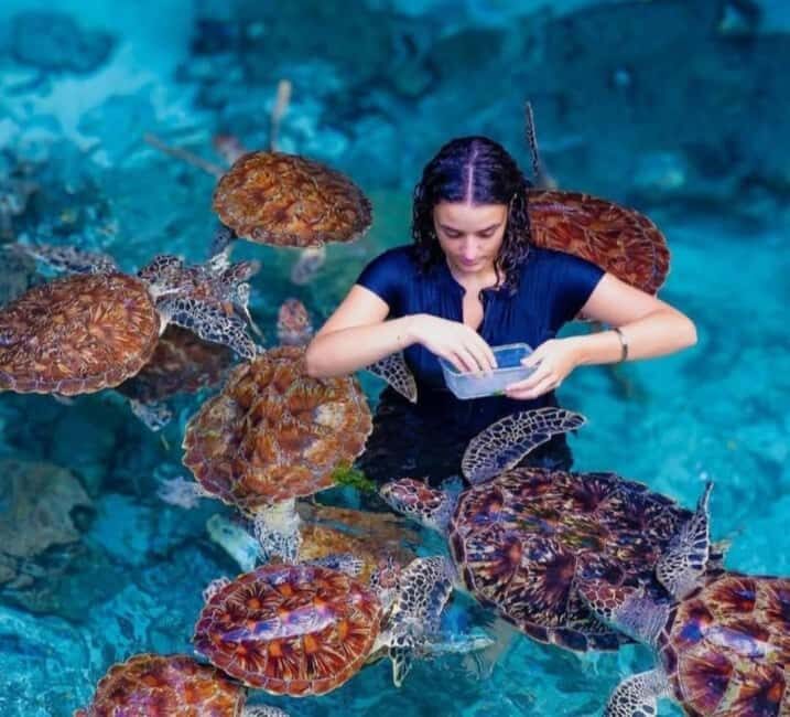 ZANZIBAR:Safari blue pivate boat and Sea turtle sanctuary - Key Points