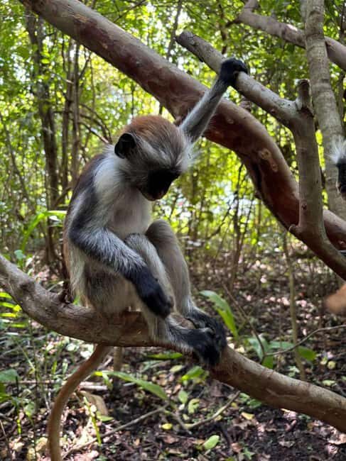 ZANZIBAR:Spice Tour,Jozani forest,kuza cave and the rock - Authentic Insights from Reviewers
