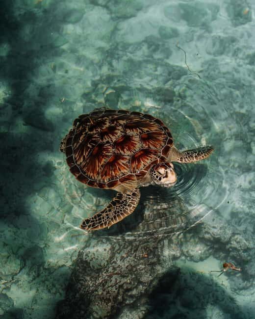 Zanzibar:Swimming with turtles in salaam cave - Exploring Zanzibar’s Salaam Cave Tour: An In-Depth Review