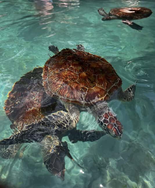 Zanzibar:Swimming with turtles in salaam cave - Why choose this tour? Who is it perfect for?