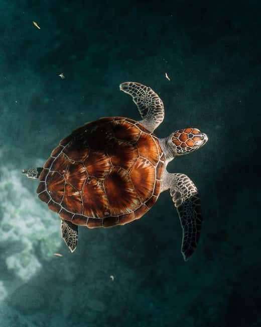 Zanzibar:Swimming with turtles in salaam cave - FAQ