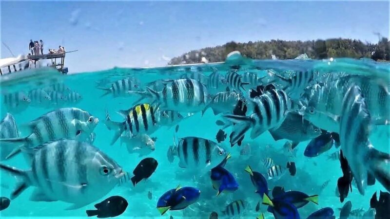 Zanzimaldives: Mnemba Dolphins, Zoo, Sea Turtles & The Rock - An In-Depth Look at the Tour